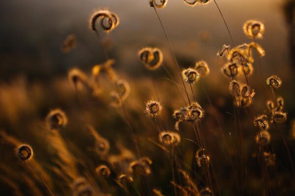 Golden Grass No. 01