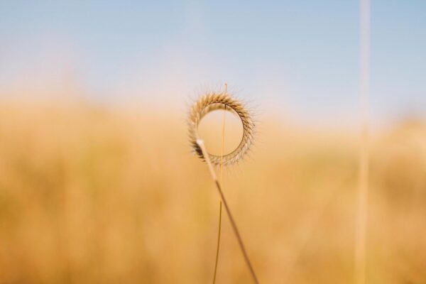Golden Grass No. 02
